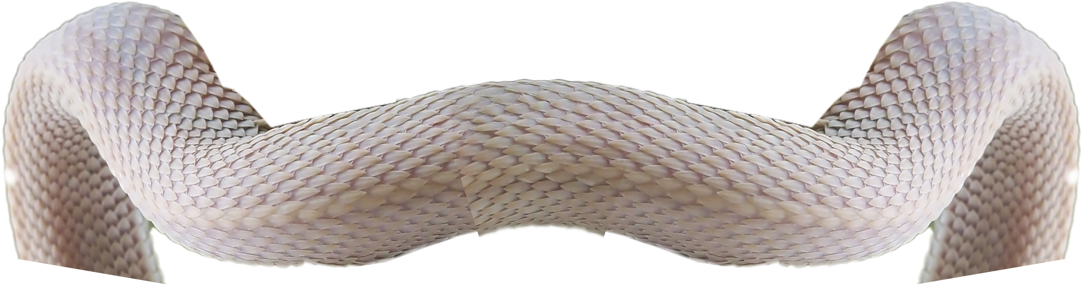 bottom snek2