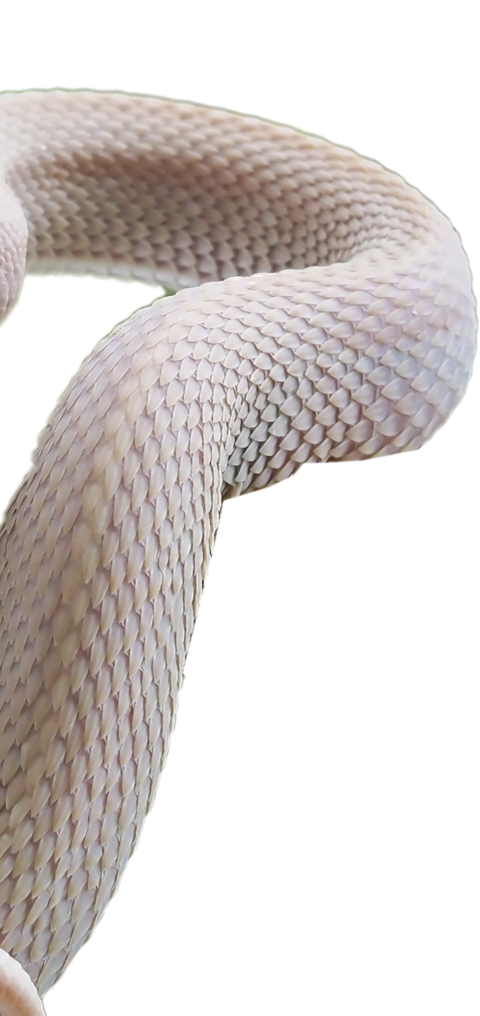 halfsnek