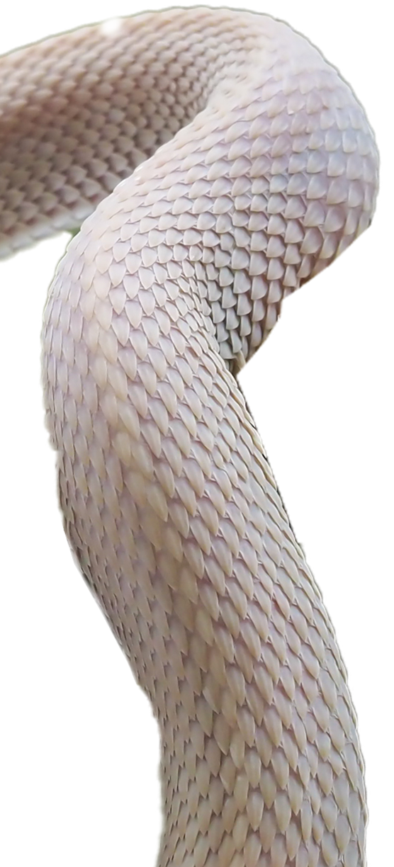 left bottom snek