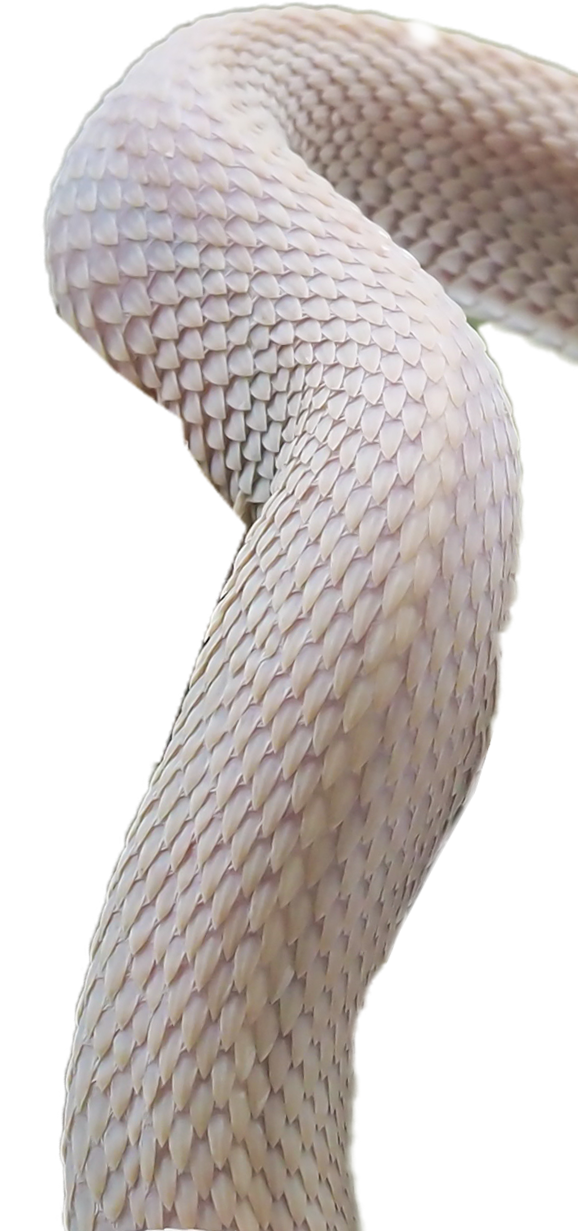 right bottom snek