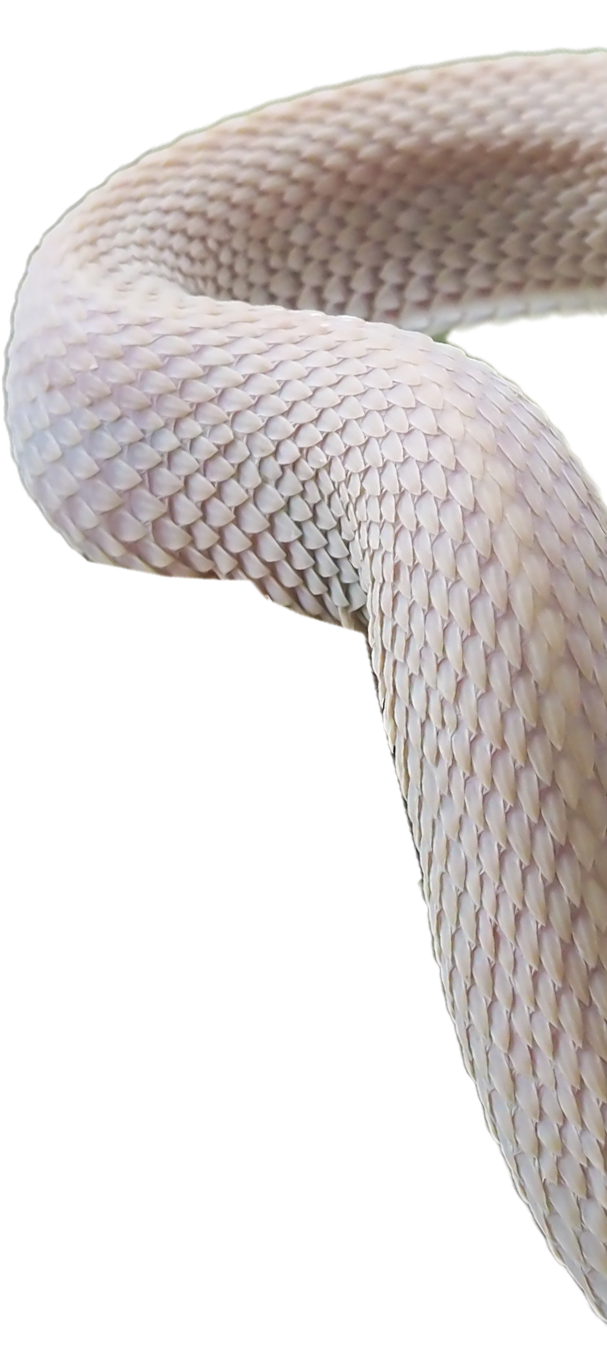 right top snek