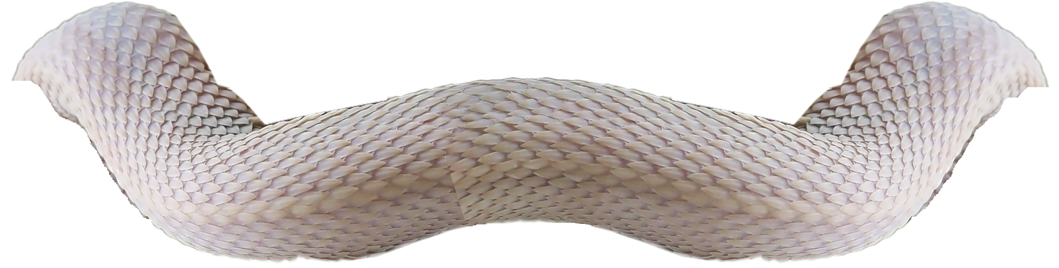 top snek iii